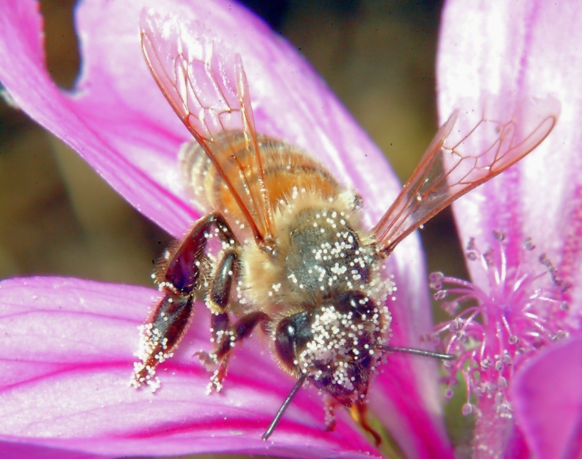 Macrofotografia, che passione!